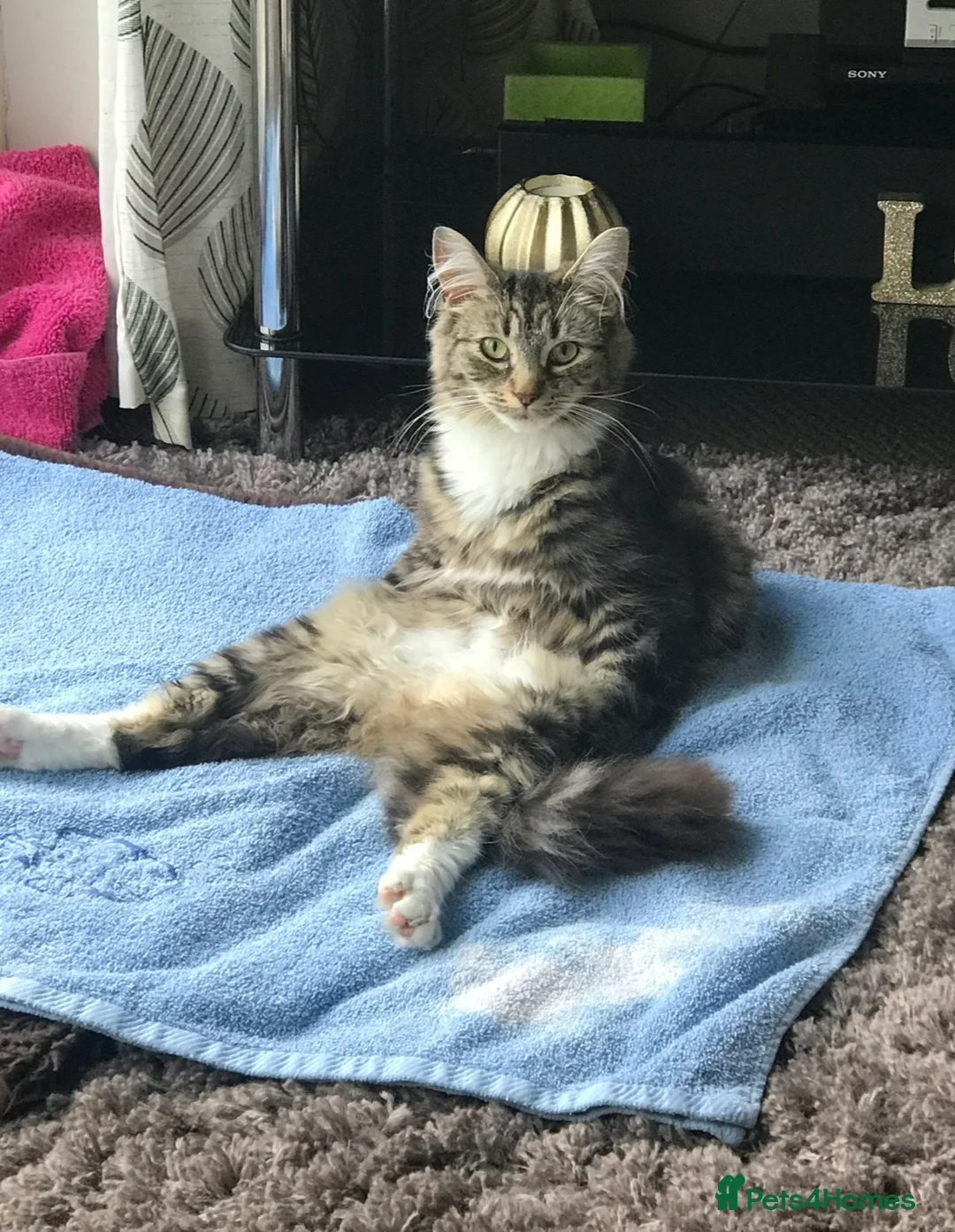 Ragdoll cats for sale: Female Ragdoll Cross Kitten  - Advert 13