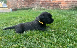 Glen of Imaal Terrier dogs for sale: Beautiful Glen of Imaal Terrier Puppies - Image 4