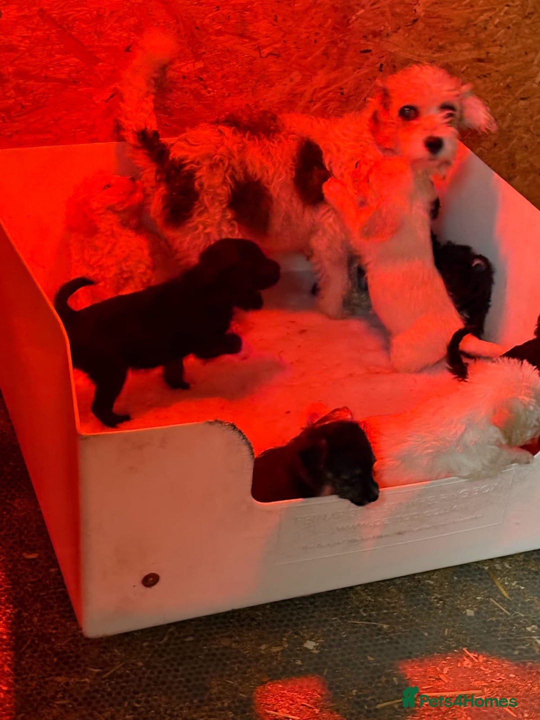 Jackapoo dogs for sale: Absolutely stunning jackapoo - Image 8