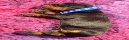 Dobermann dogs for sale: *KC REGISTERED* HEALTH TESTED DOBERMAN PUPPIES* in Rossendale - Advert 29