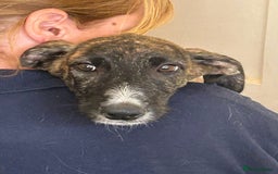 Mixed Breed dogs for adoption: Myrtle - Norwich Norfolk  - Image 1