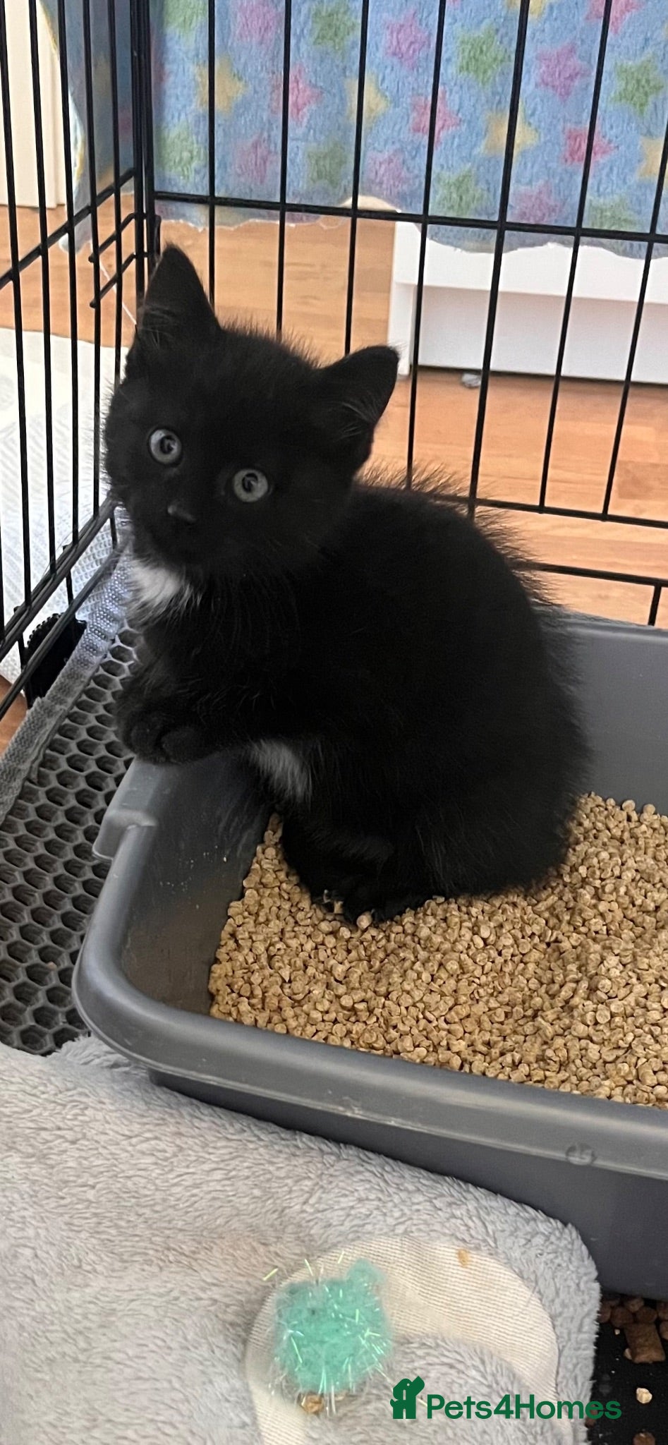 Mixed Breed cats Kitten looking for loving home - Advert 1