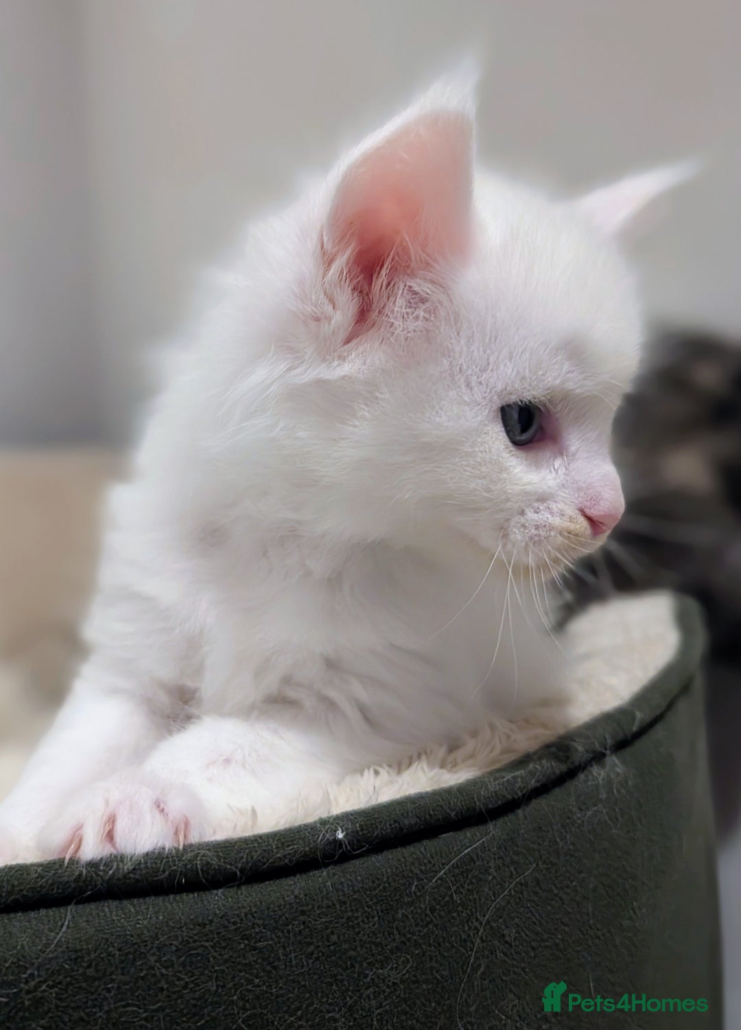 Maine Coon cats for sale: Beautiful Tica Registered Maine Coon Kittens  - Advert 40