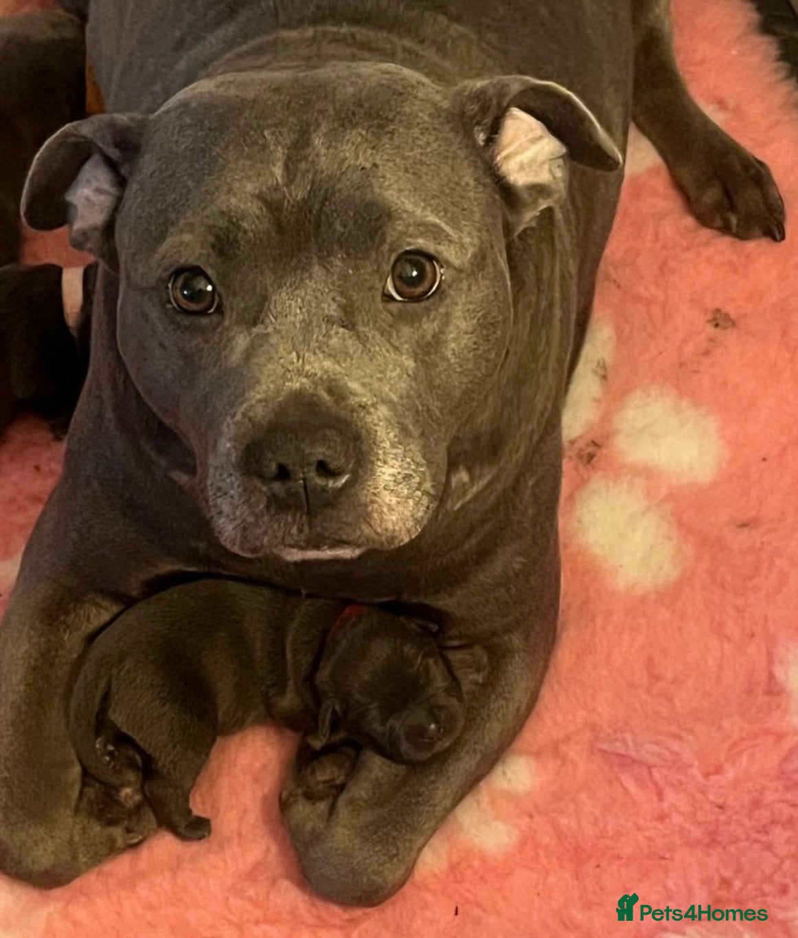 Staffordshire Bull Terrier dogs for sale: Top pedigree blue Staffordshire bull terriers in Glasgow - Advert 12