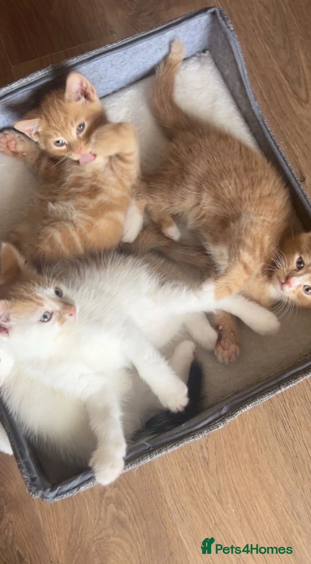 Mixed Breed cats for sale: Adorable male Kittens in Crewe - Advert 6