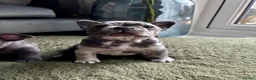 French Bulldog dogs for sale: French bulldogs Premium Quality, Home Raised, - Advert 6