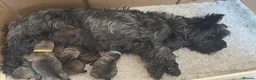 Cairn Terrier dogs for sale: Beautiful Cairn Terrier Puppies  - Advert 4