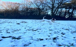 American Bulldog dogs for sale: Albie the American bulldog  - Image 8