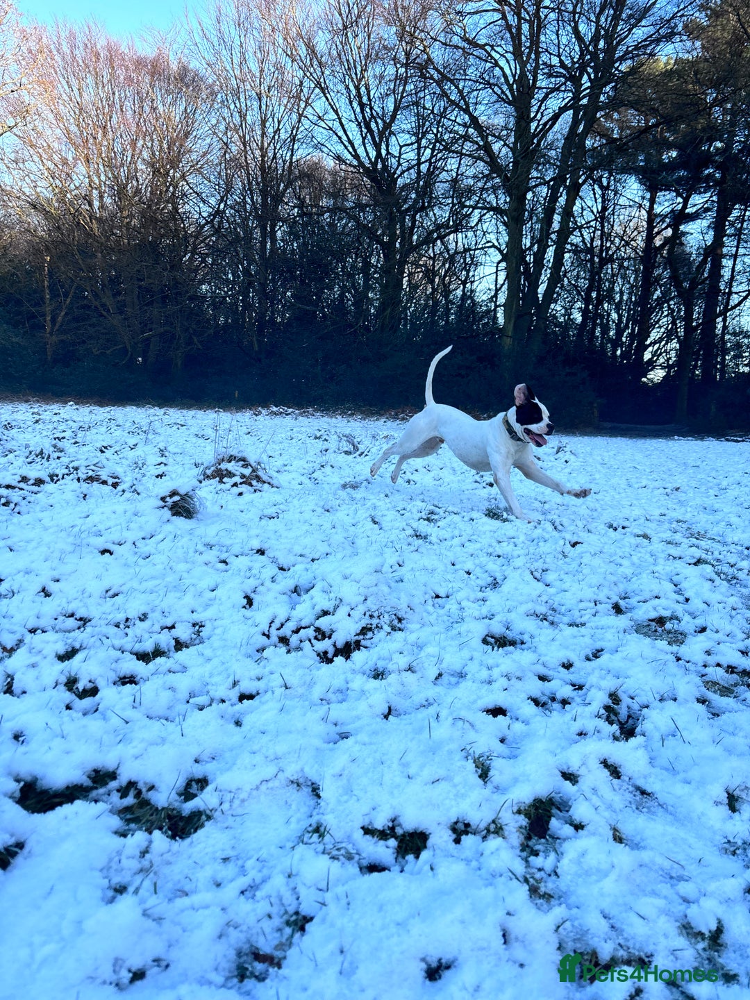 American Bulldog dogs for sale: Albie the American bulldog  - Image 8