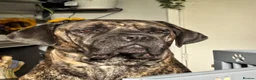 Cane Corso dogs for sale: Koda - cane corso - Advert 4