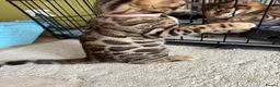 Bengal cats for sale: Pure Pedigree Bengal Kittens - Advert 10