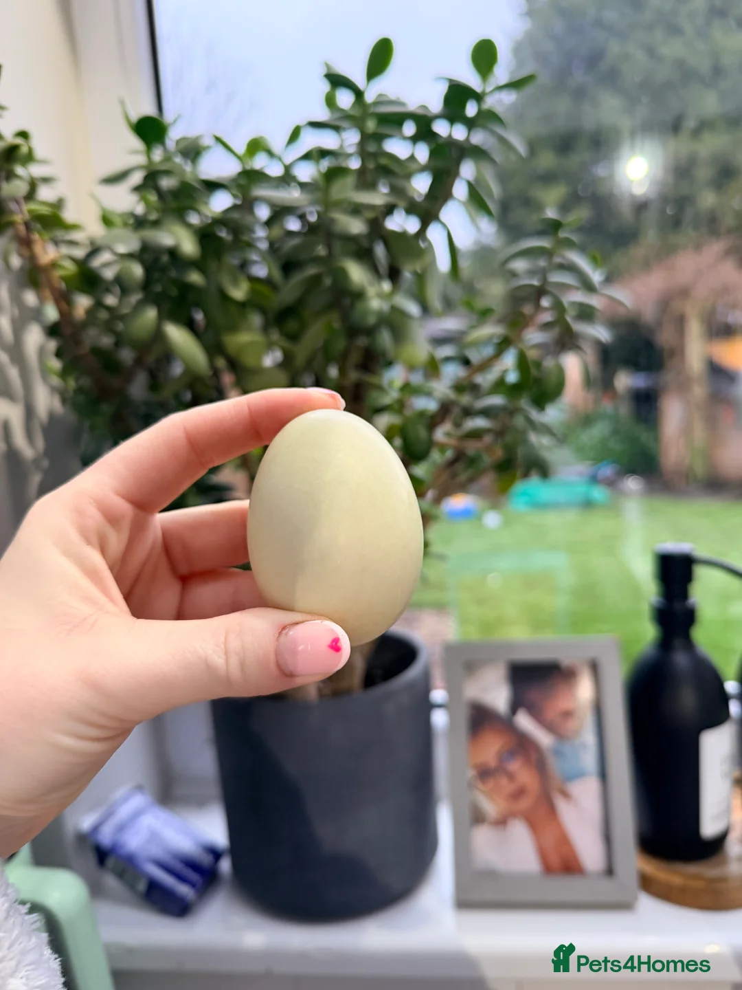 Ducks poultry for sale: Male runner duck & 3 females  in Warminster - Advert 3