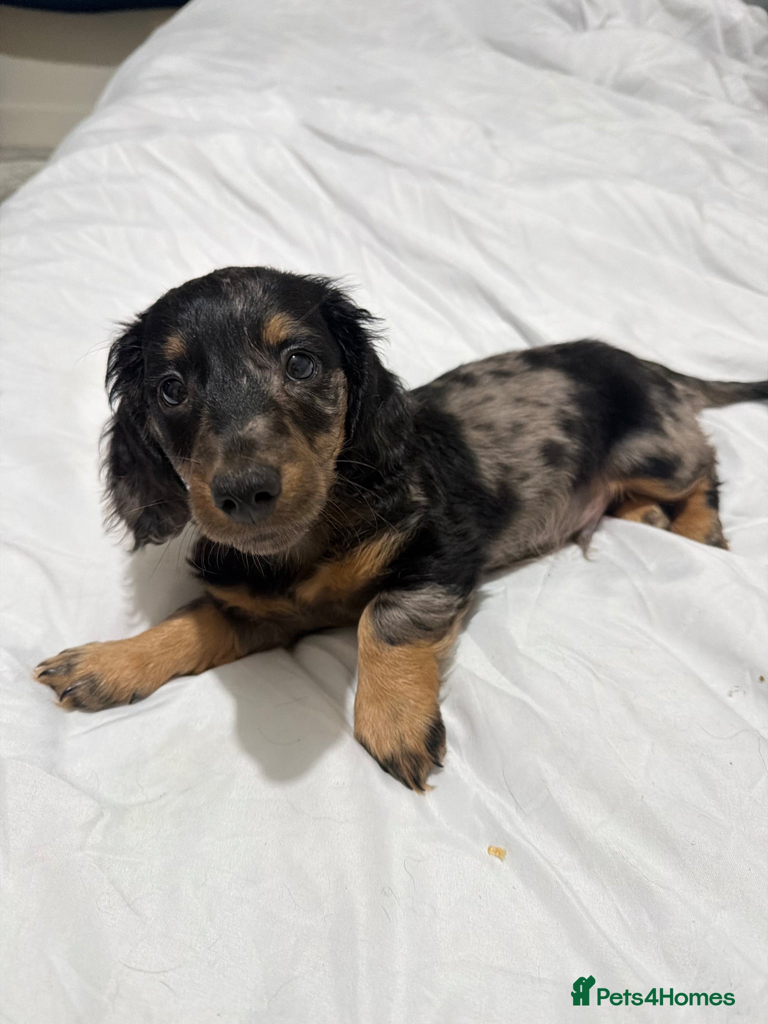 Dachshund dogs ONE BOY LEFT Long Haired Silver Dapple Dachshund - Advert 16