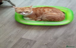 Mixed Breed cats for sale: Ginger Kittens - Image 8