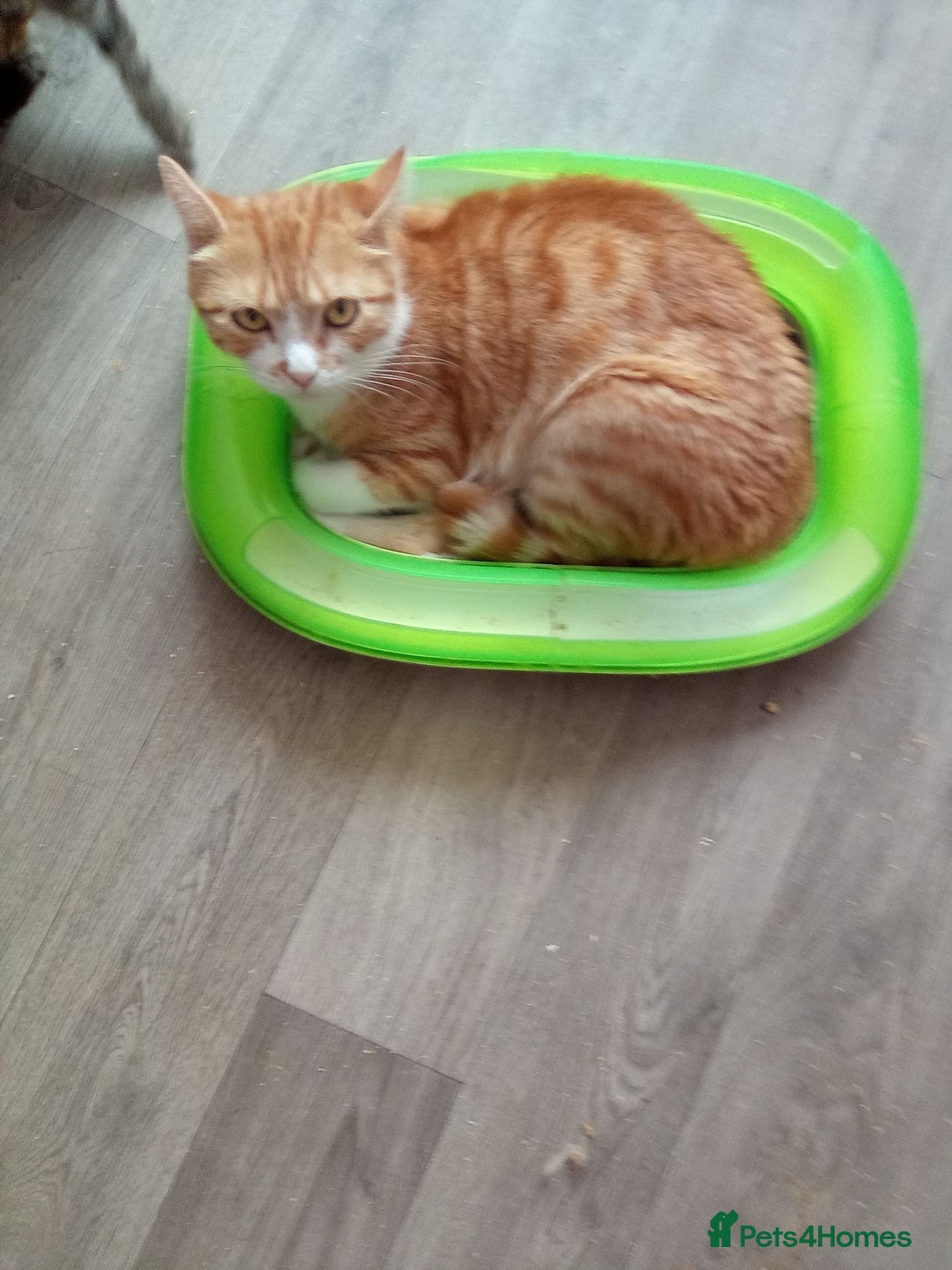 Mixed Breed cats for sale: Ginger Kittens - Image 8
