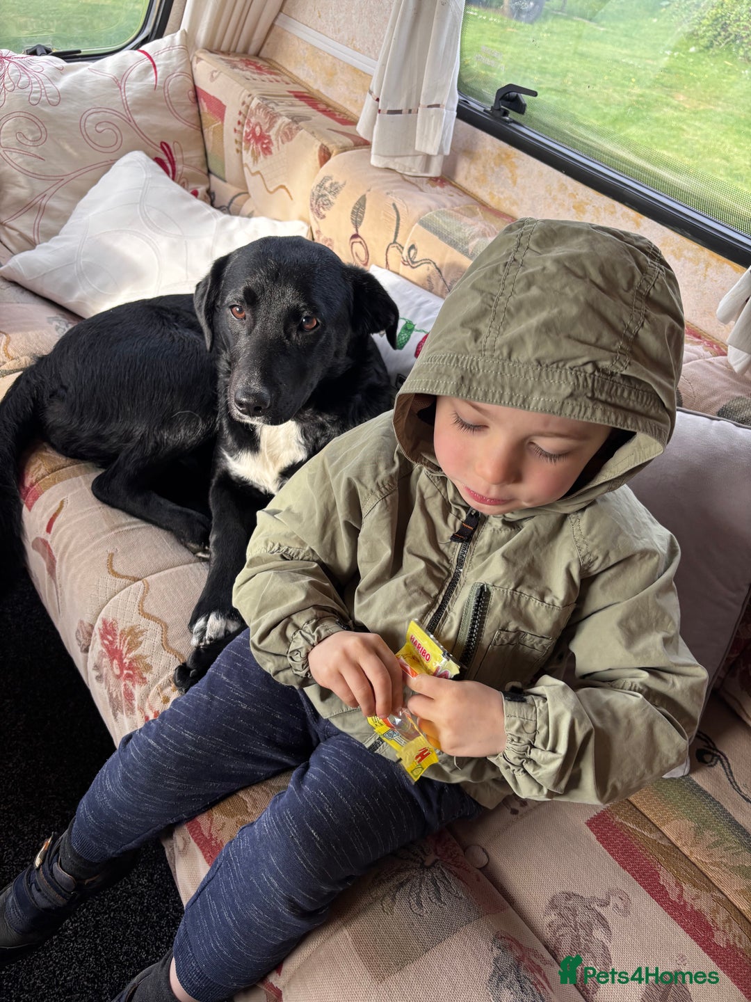 Mixed Breed dogs for sale: ❤️ Forever home required ❤️ - Advert 6