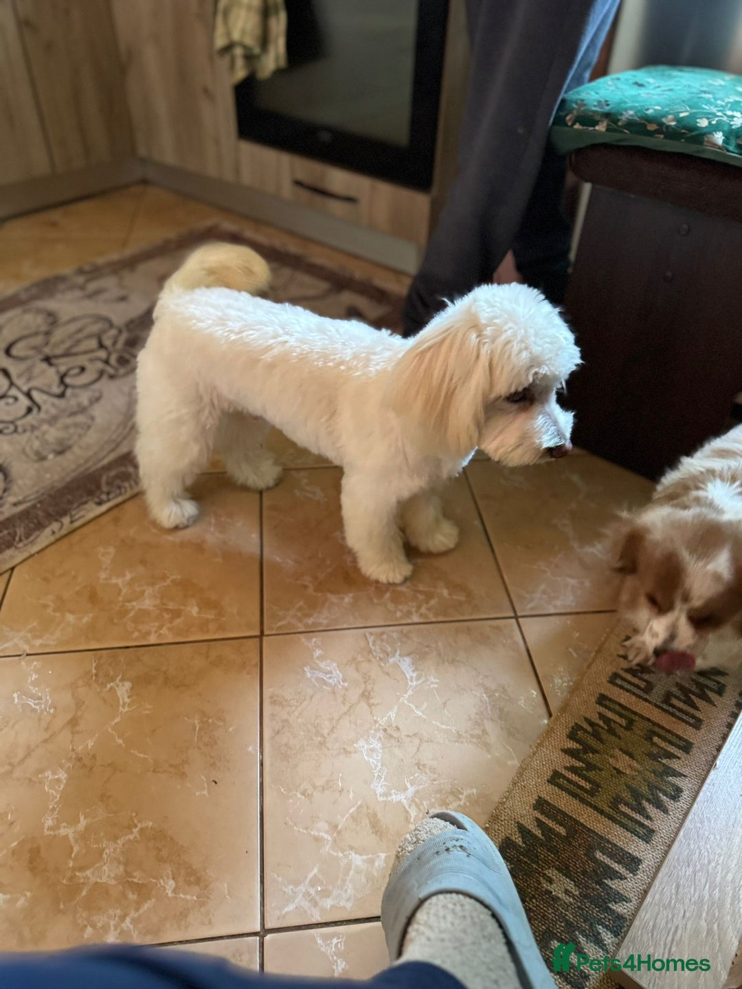 Bichon Frise dogs for adoption: Meet PACO - a Lovely little boy, for a Loving Home - Advert 23