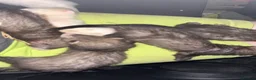 Ferret rodents for sale: Ferret kits  - Advert 11