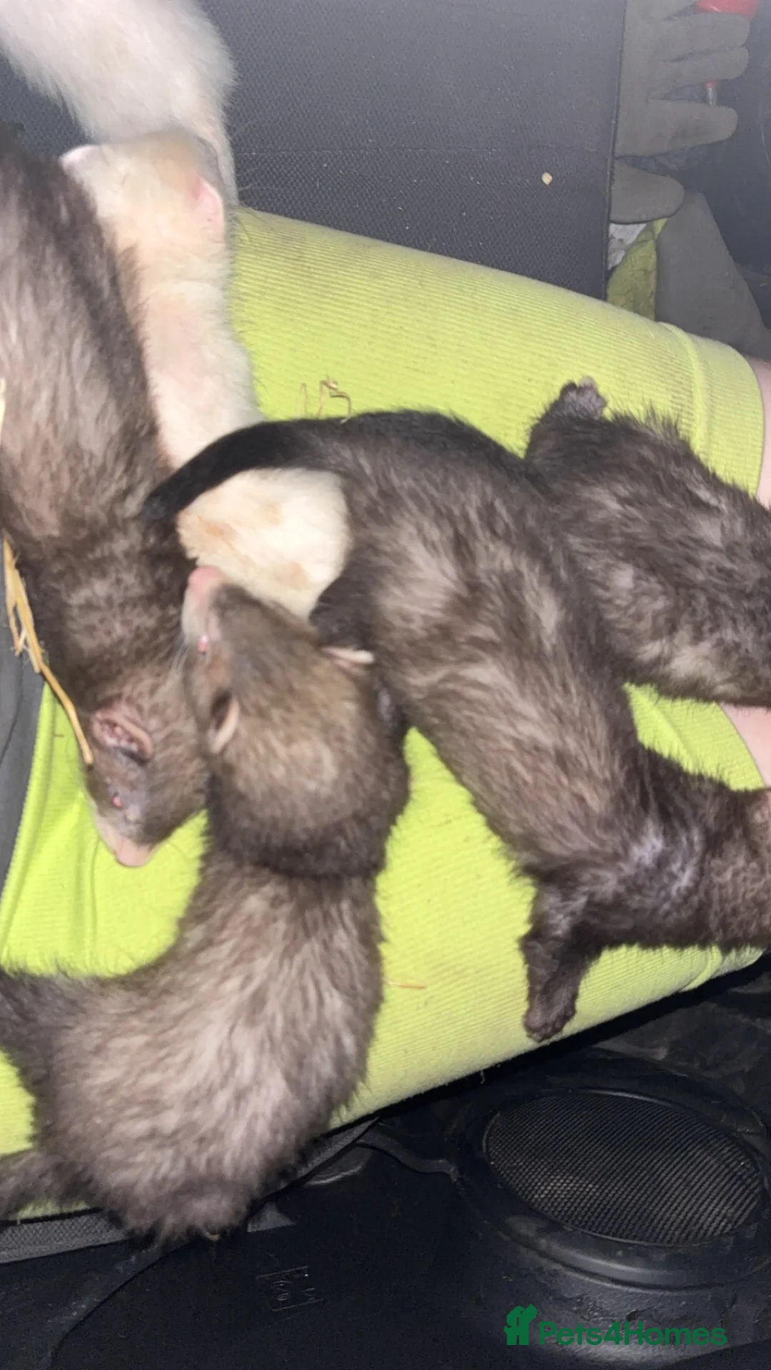Ferret rodents for sale: Ferret kits  - Advert 11