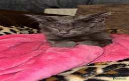 Ragcoon cats for sale: Beautiful Maine Coon x Ragdoll Kittens  Available - Advert 15