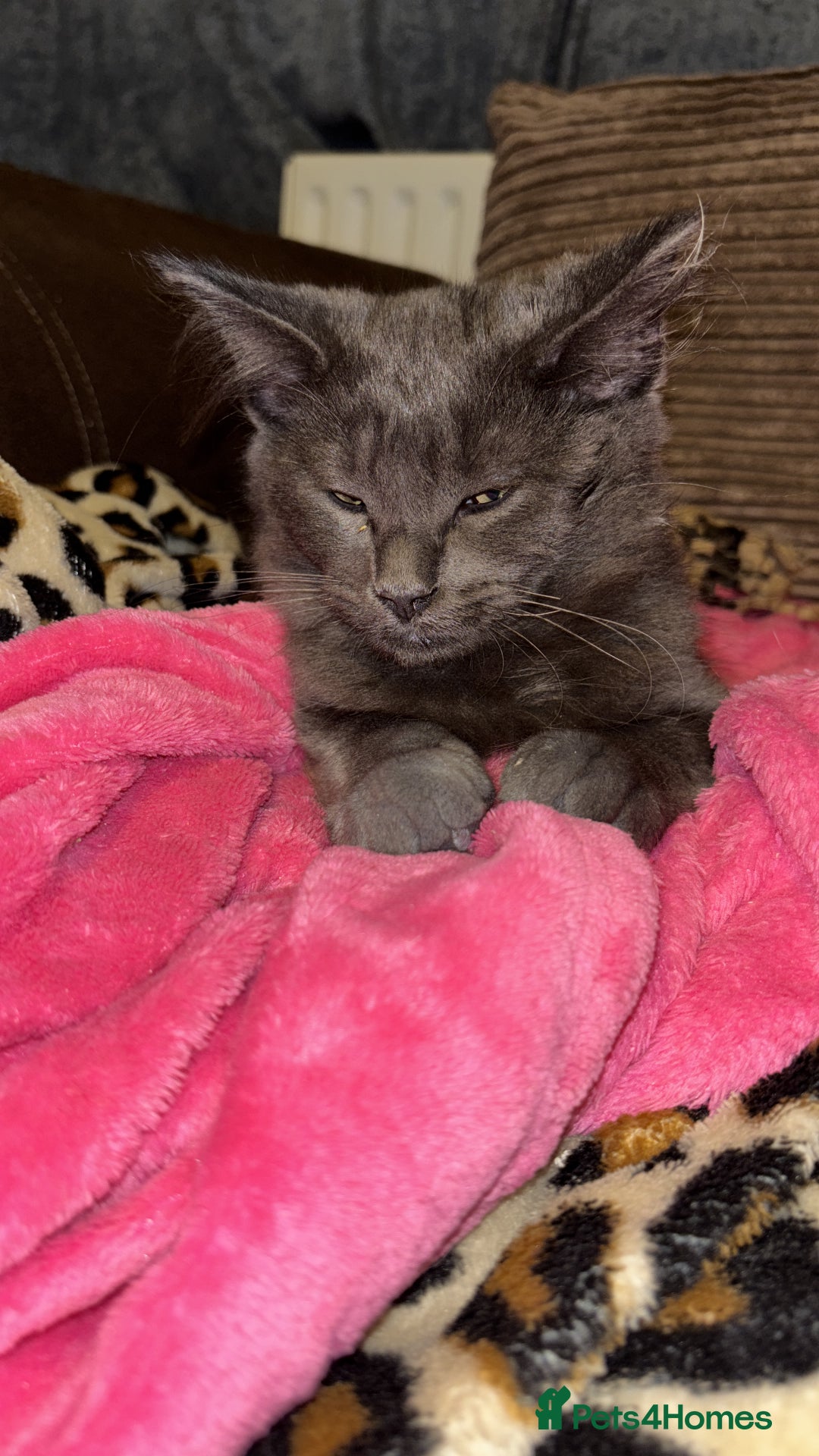 Ragcoon cats for sale: Beautiful Maine Coon x Ragdoll Kittens  Available - Advert 15