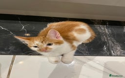Mixed Breed cats for sale: 2 beautiful ginger boys  - Image 3