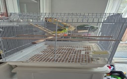 Budgerigars birds for sale: Pair of Young Budgies with Cage  - Image 4