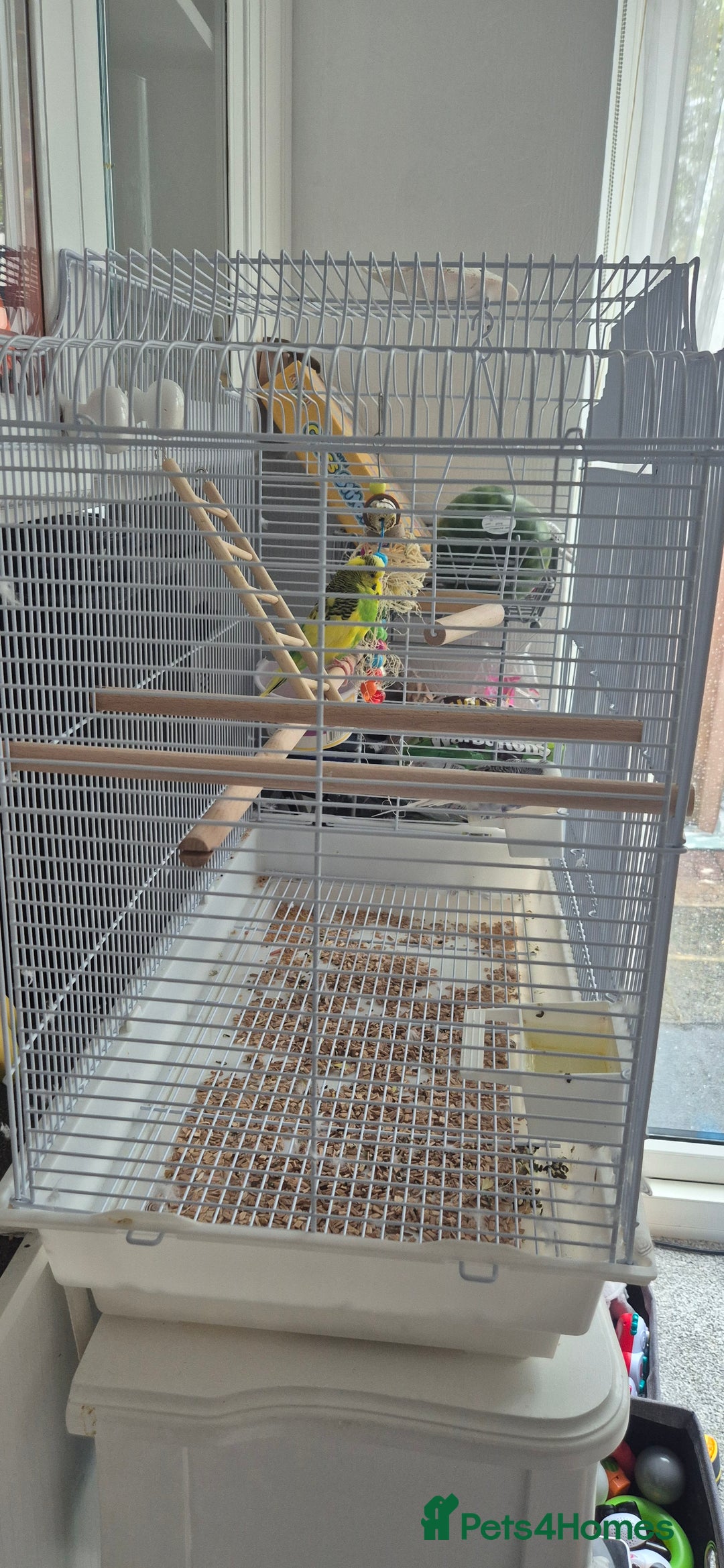 Budgerigars birds for sale: Pair of Young Budgies with Cage  - Image 4