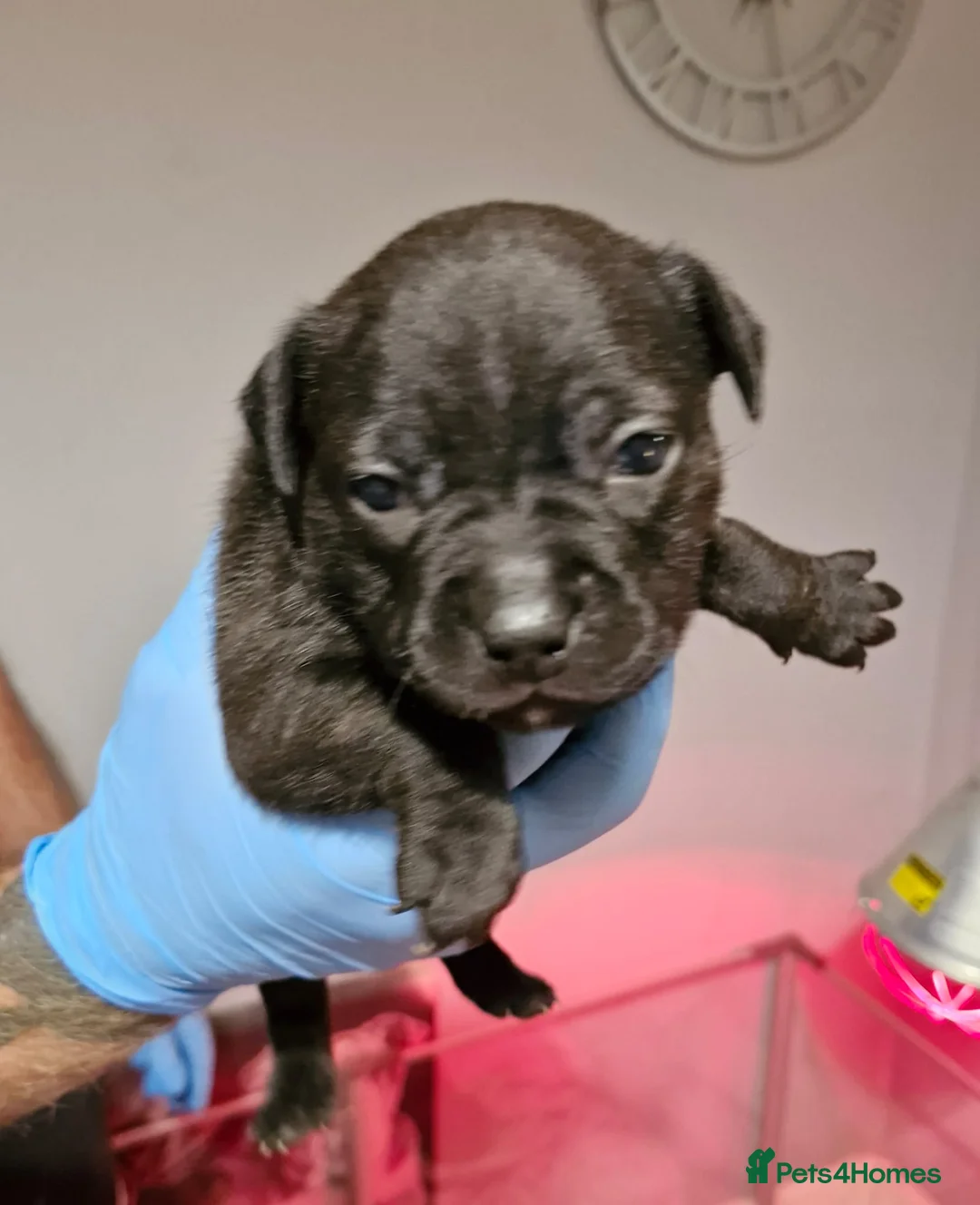 Staffordshire Bull Terrier dogs for sale: KC Staffordshire puppies champion lines - Advert 11