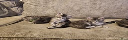 Maine Coon cats for sale: Maine coon kittens ready on 22/12/25 - Advert 12