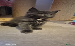 Maine Coon cats for sale: Maine Coon kittens Glasgow  - Image 20