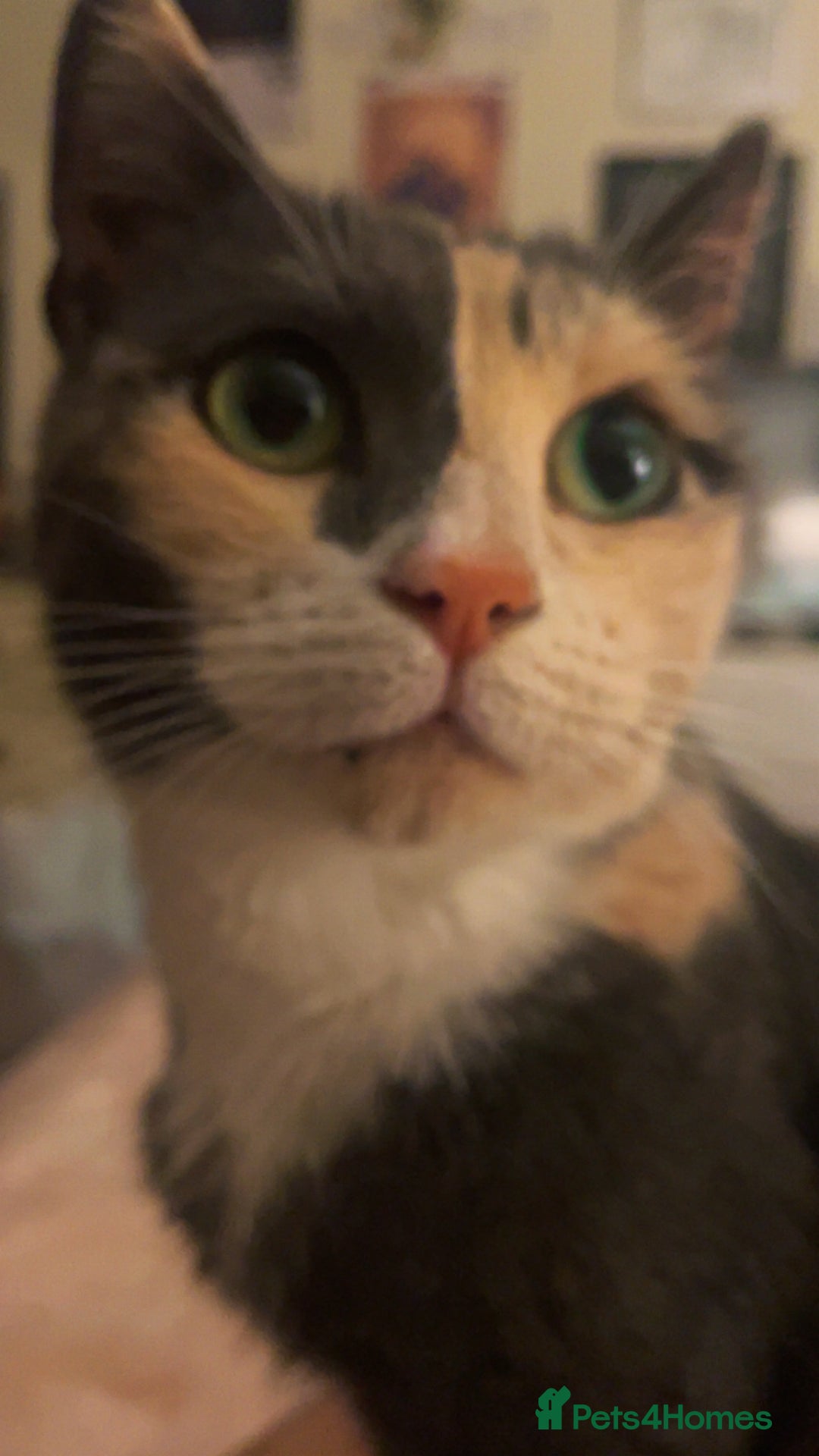 Domestic Shorthair cats for sale: Ani Female calico domesticated shorthair - Advert 3