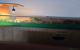 Tortoise reptiles for sale: Horsefield tortoise  - Advert 3