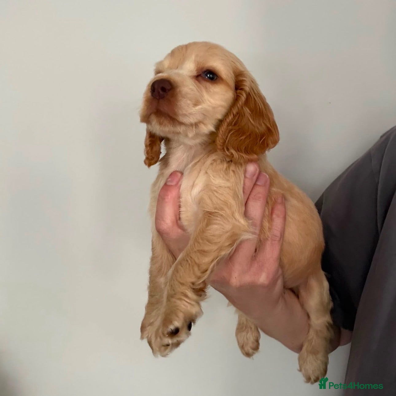 Cocker Spaniel dogs Sagrisieo’s KC Show type Cocker Spaniels - Advert 2
