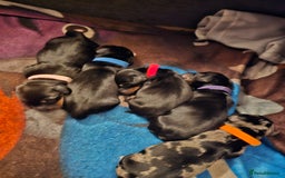 Dachshund dogs for sale: Beautiful Dachshund Puppies - Image 16