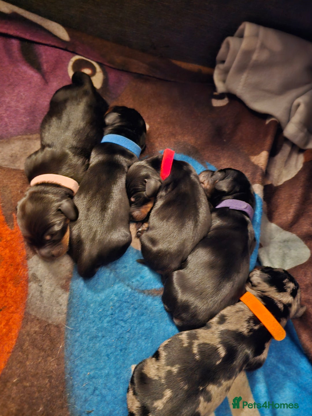 Dachshund dogs for sale: Beautiful Dachshund Puppies - Image 16