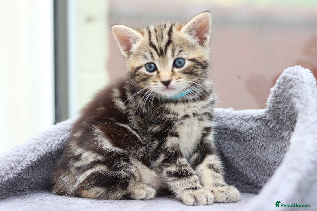 Mixed Breed cats for sale: Adorable Kittens Ready SOON - Image 22