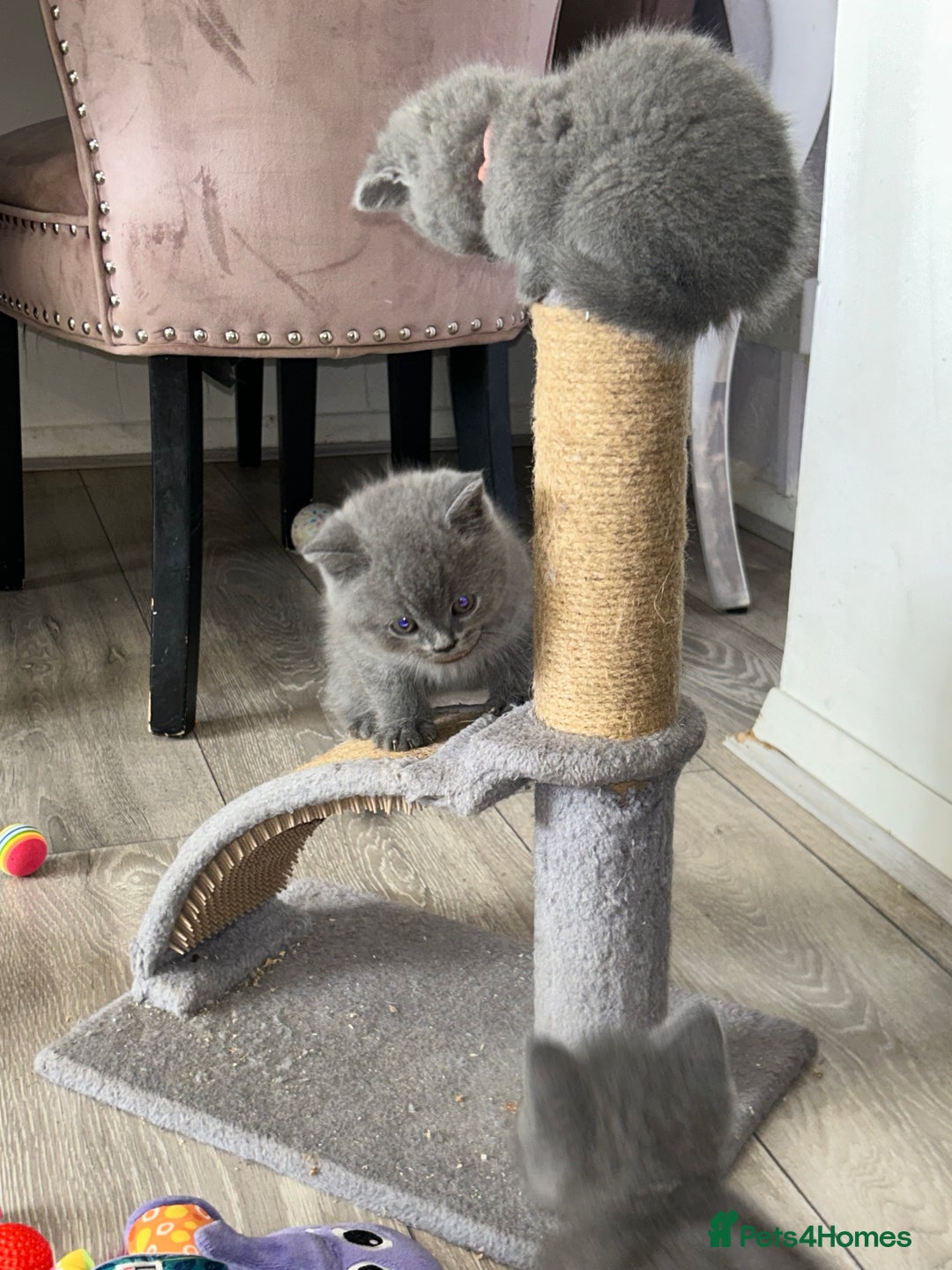 British Shorthair cats for sale: pedigree GCCF kittens available in 2 weeks time! - Image 5