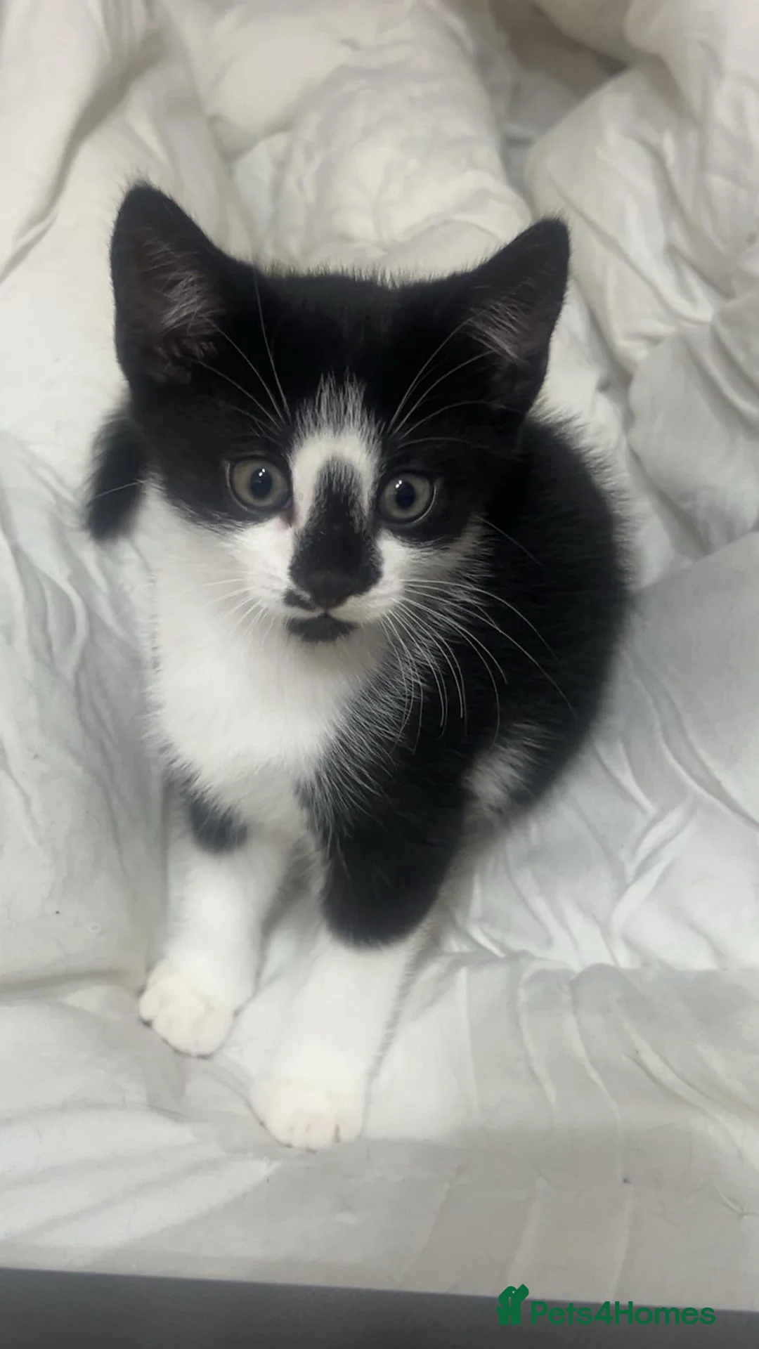 Mixed Breed cats for sale: Black and white female kitten for sale - Advert 2