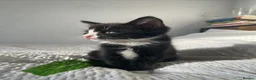 Maine Coon cats for sale: Beautiful Half Maine Coon x Half Persian Kittens - Advert 8