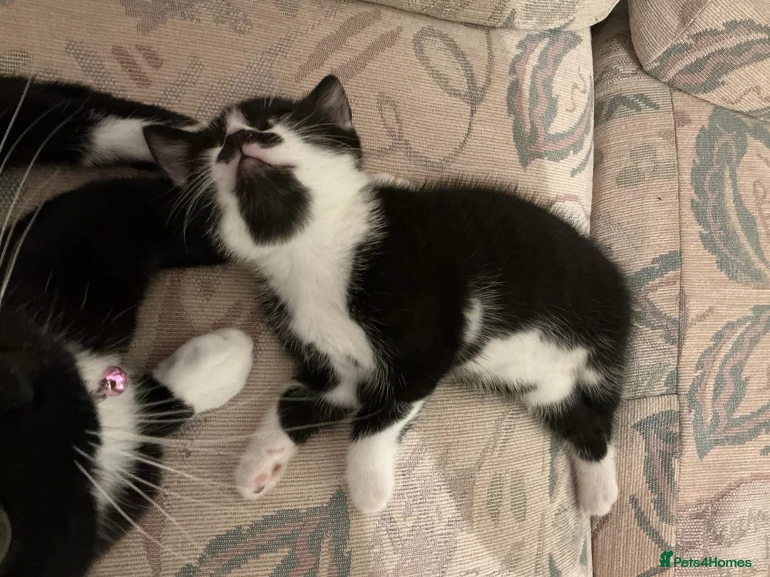 European cats for sale: 3 adorable black and white kittens for sale - Advert 5