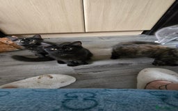 Maine Coon cats for sale: Amazing tortie Mainecoons - Image 33