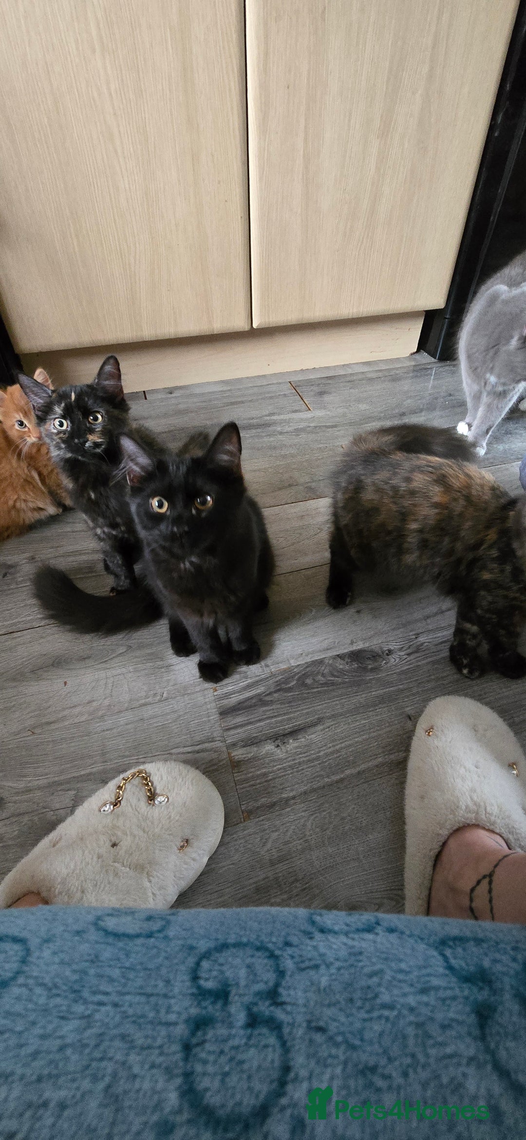 Maine Coon cats for sale: Amazing tortie Mainecoons - Image 33