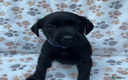 Labrador Retriever dogs for sale: **PEDIGREE, KC REGISTERED AND HIP SCORED** - Image 23
