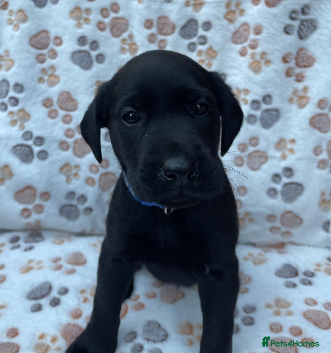 Labrador Retriever dogs for sale: **PEDIGREE, KC REGISTERED AND HIP SCORED** - Image 23