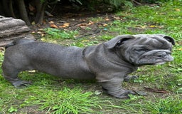 English Bulldog dogs for sale: Here come the Girls - Image 10