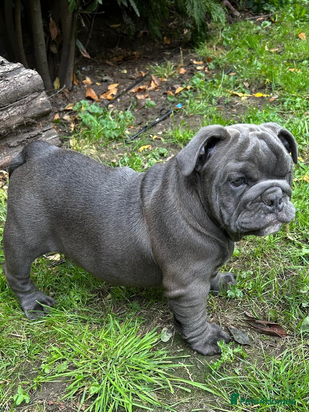 English Bulldog dogs for sale: Here come the Girls - Image 10