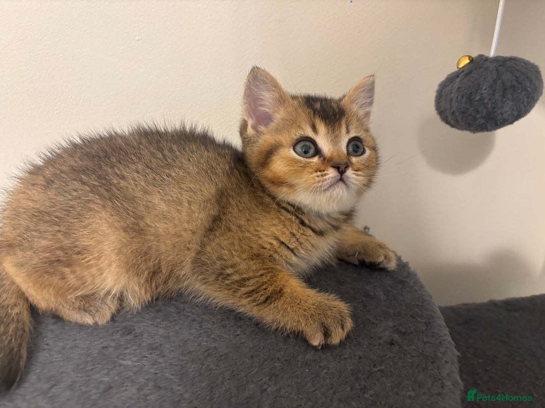 Brazilian Shorthair cats for sale: Last 2 gold tabby left ****READY TO GO ***** - Image 17