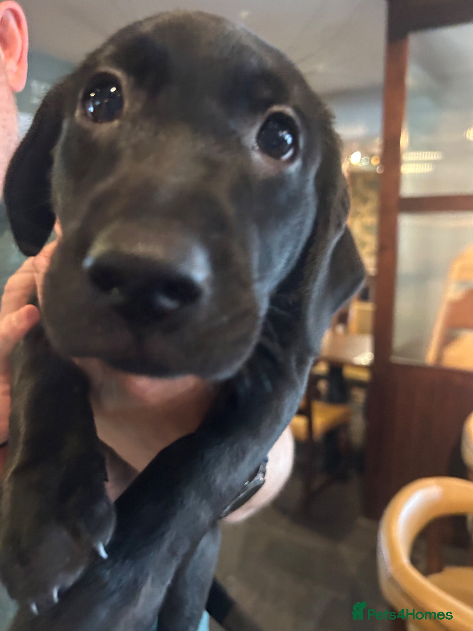 Labrador Retriever dogs Four gorgeous labs for sale - Advert 2