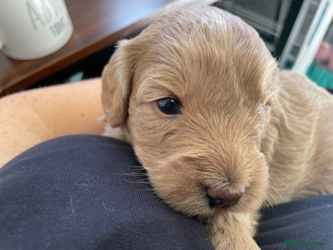 Cockapoo dogs for sale: One female cockapoo left from litter of 6 - Image 5